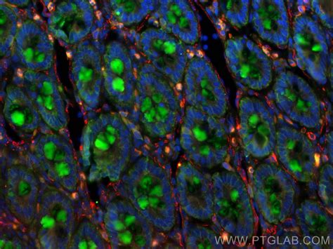 MUC2 Antibody 27675 1 AP Proteintech