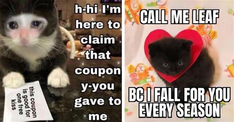 26 Cuddly Cat Memes to Warm Your Bed and Wholesome Heart While ...