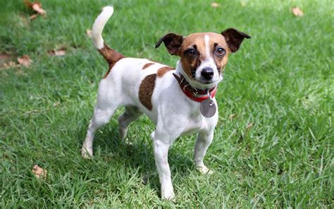 Pixie Small Female Jack Russell Terrier Mix Dog In Vic Petrescue