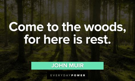 Forest Quotes To Motivate You To Appreciate Nature Daily