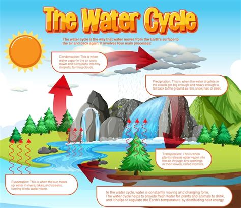 El Diagrama Del Ciclo Del Agua Para La Educaci N Cient Fica Vector