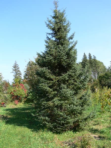 White Spruce (Picea glauca) Tree Facts, Habitat, Uses, Pictures