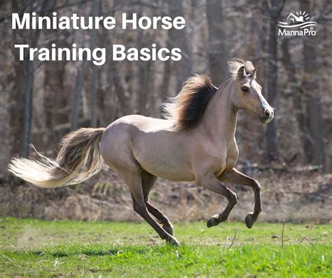 If you own a miniature horse, you can successfully train with horse ...