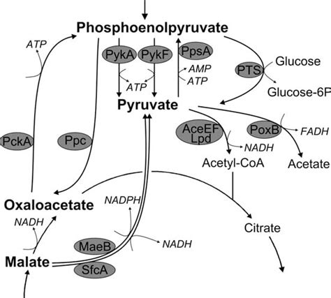 Oxaloacetate Metabolism