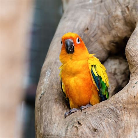 Sun Conure or Sun Parakeets - Life Span | Food | Price - Bird Baron