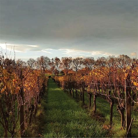 Gisborne Wine Region The Wolf Post Wine Magazine