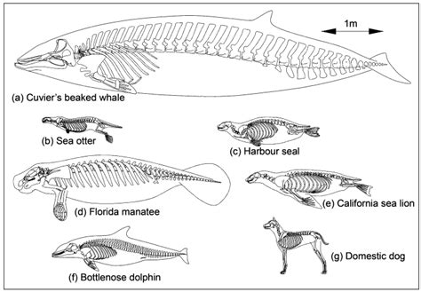 The skeleton of a Cuvier’s beaked whale, (a)... - Marine Science in a Drop