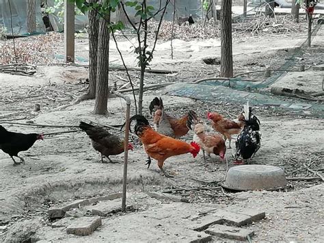 農民在樹林裏散養土雞，土雞肉、土雞蛋就是好吃 每日頭條