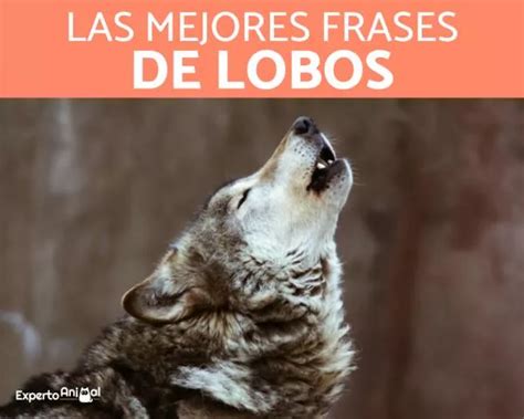 100 Frases De Lobo Solitário Curto E Mais