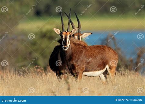 Sable Antelopes In Natural Habitat Stock Image Image Of Animal