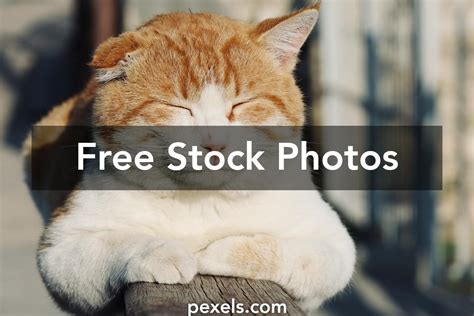 fat orange fluffy cat      fat orange fluffy