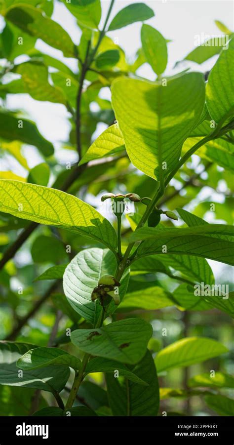 Guayaba De Fruta Tropical En árbol De Guayaba Árbol De Guayaba De