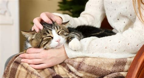 Do Cats Love Their Owners? 15 Ways We Can Tell | PangoVet