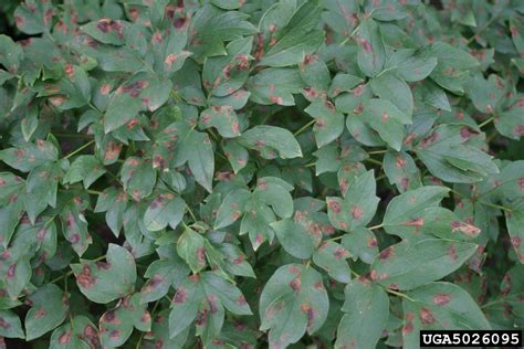 Peony Leaf Blotch Cladosporium Paeoniae