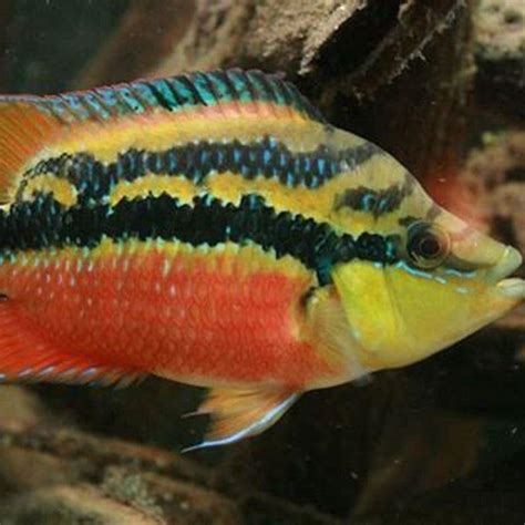 What Fish Are Compatible With Yellow Cichlids DIY Seattle