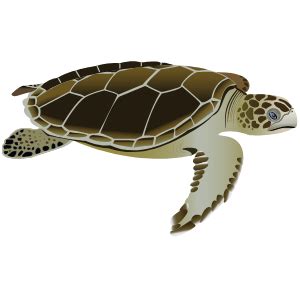 Natator Depressa Flatback Sea Turtle Adult Fauna Reptiles