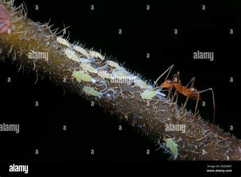 Corteza De Ordeño Hormigas Piojos Una Hormiga Recoge La Melaza Secretada Por Uno De Un Número