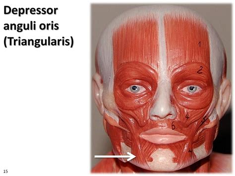 Depressor Anguli Oris Small Model Muscles Of The Upper Extremity