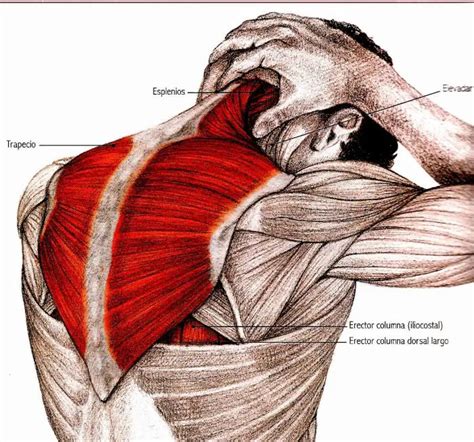 Todo Lo Que Debes Saber Sobre La Contractura Cervical Columna