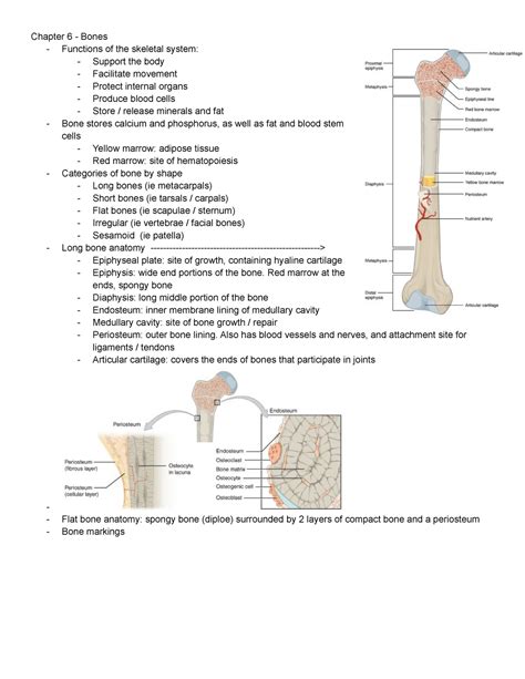 Bisc 3122 Chapter 6 Anatomy And Physiology Chapter 6 Bones