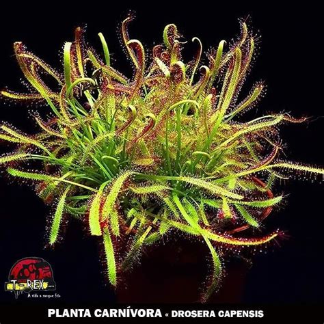 Compre agora a Planta Carnívora Drosera Capensis Atraia e elimine