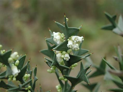 플가 콜레티아 파라독사 Colletia paradoxa