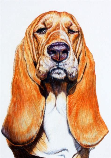 11 X 16 Colored Pencil On Illustration Board Original Ready To Frame Basset Hound With An