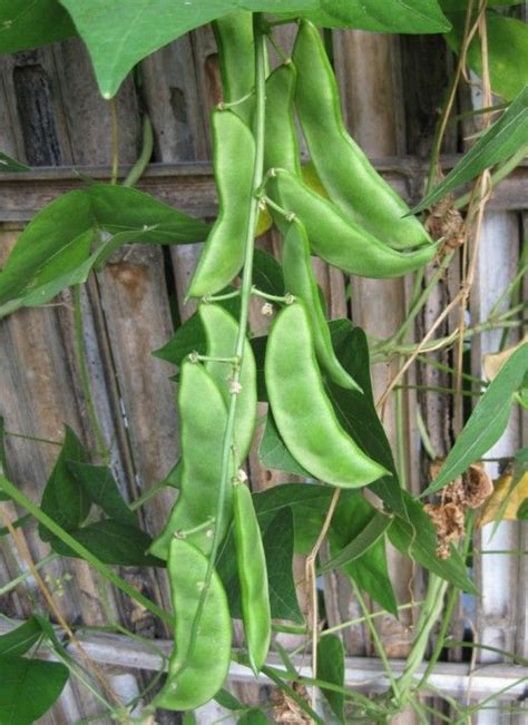 Lima Beans Are Delicious And High In Fiber Growing Green Beans Bean