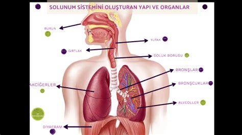 Sinif Solunum S Stem By Bahar Bilgin On Prezi