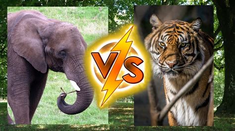 Tiger Vs Elephant Youtube