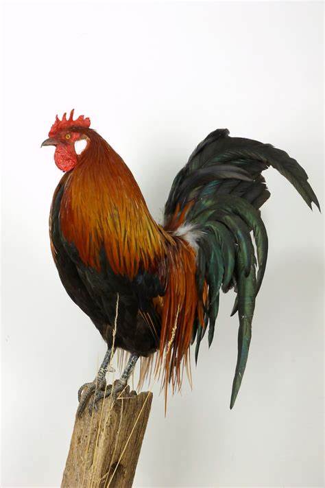 Cockerel Uk Bird Small Mammal Taxidermist Mike Gadd