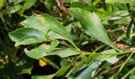 Baccharis halimifolia (eastern false willow): Go Botany