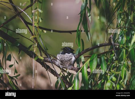 A Willie Wagtail bird sitting on its nest Stock Photo - Alamy