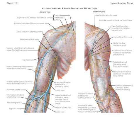 An Image Of The Arm And Shoulder With Labels On Each Side Labeled In Blue