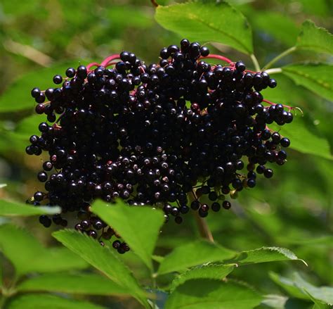 Sambucus nigra Holunder Haidegg 17 Artländer Pflanzenhof