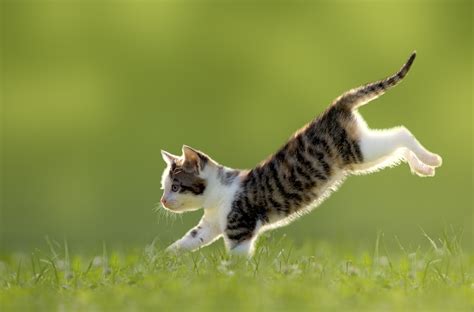 1920x1080 kitten wallpaper free download JPG 274 kB - Coolwallpapers.me!