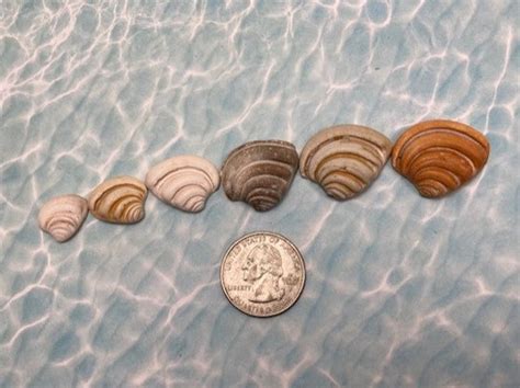 Rare Pawleys Island Shells Seashell Imperial Chunky Venus Clam 1 Piece