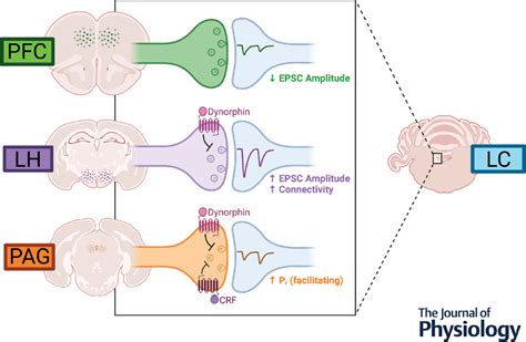 Properties And Modulation Of Excitatory Inputs To The Locus Coeruleus