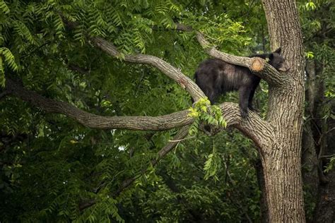 Capturan A Un Oso Negro Que Merodeaba Por Washington