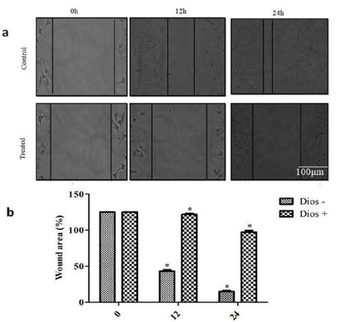 Wound Healing Scratch Assay A Cells Were Treated With Or Without