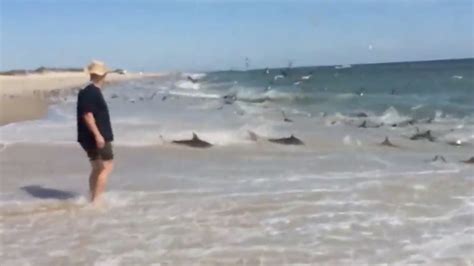 Shark Feeding Frenzy At A North Carolina Beach The Washington Post