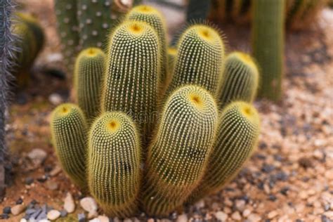 Echinocactus Grusonii Or Golden Barrel Cactus Without Flowers Close Up