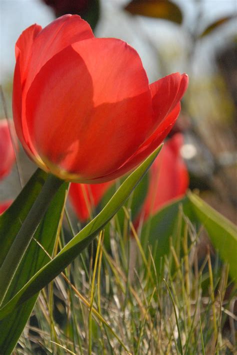 Red Tulips Free Photo Download | FreeImages