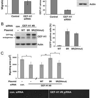 The Actin Cytoskeleton Is Altered In Cells Lacking Gef H A Actin