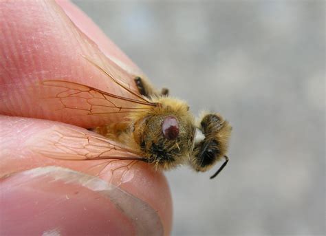 Varroa mite and bees | Department of Agriculture and Food