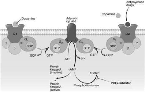 Schematic Representation Of The Dopamine Receptor Coupled Adenylyl