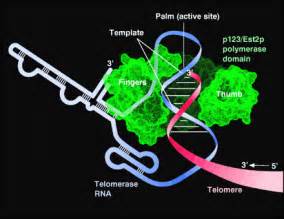 Telomerase - Wikipedia