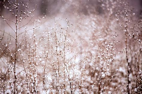 Kostenlose Foto Baum Wasser Natur Ast Schnee Kalt Winter