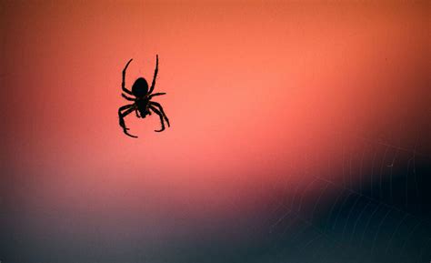 Natural Spider Repellents | Spider Pest Control | Pest & Pollinator LLC