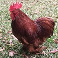 Murray Mcmurray Hatchery Cochin Bantams